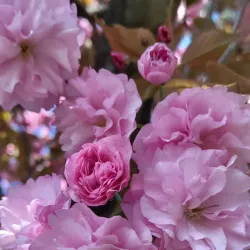 Harrington Park Community Park - Harrington Park