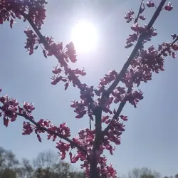 Harrington Park Community Park - Harrington Park