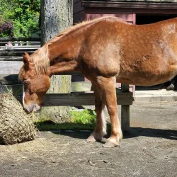 Van Saun County Park - Harrington Park