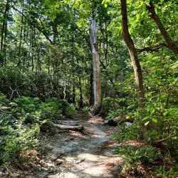 Allaire State Park - Howell Township