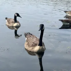 Echo Lake Park - Howell Township