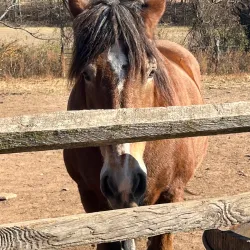 Howell Living History Farm - Howell Township