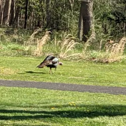 Howell Park Golf Course - Howell Township