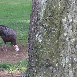 Howell Park Golf Course - Howell Township