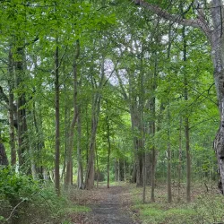 Jackson Woods Park - Jackson