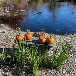 Jackson Woods Park - Jackson