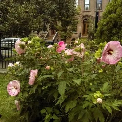 Van Vorst Park - Jersey City