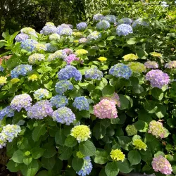 Van Vorst Park - Jersey City