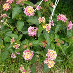 Van Houten Gardens - Little Falls