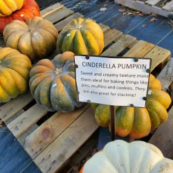 Van Houten Gardens - Little Falls