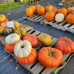 Van Houten Gardens - Little Falls