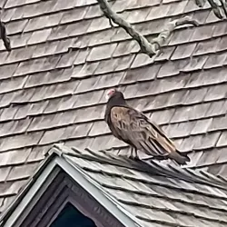 Long Branch Historical Museum - Long Branch