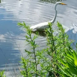 Roosevelt Park - Middlesex