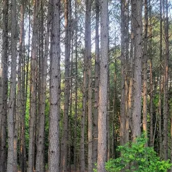 Maurice River Wildlife Management Area - Millville