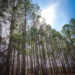 Maurice River Wildlife Management Area - Millville