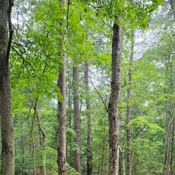 Maurice River Wildlife Management Area - Millville