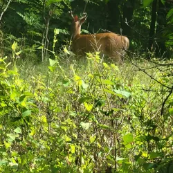 Brookdale Park - Montclair
