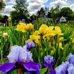 Presby Memorial Iris Gardens - Montclair