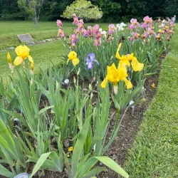 Presby Memorial Iris Gardens - Montclair