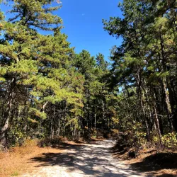 Cedarville State Forest - Mullica Hill