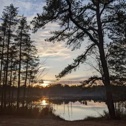 Cedarville State Forest - Mullica Hill