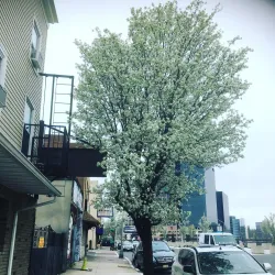 Ironbound District - Newark