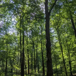 The Frelinghuysen Arboretum - Parsippany-Troy Hills