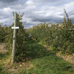 Terhune Orchards - Plainsboro