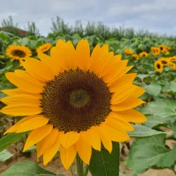 Terhune Orchards - Plainsboro