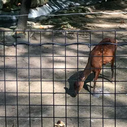 Bergen County Zoo - Ramsey