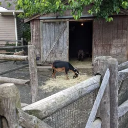 Bergen County Zoo (nearby) - Saddle Brook