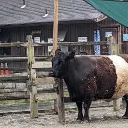 Bergen County Zoo (nearby) - Saddle Brook