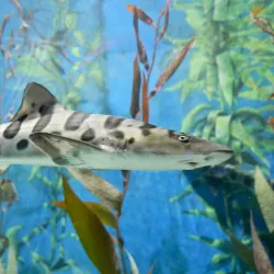 Jenkinson's Aquarium - Seaside Heights