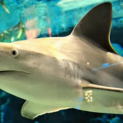 Jenkinson's Aquarium - Seaside Heights