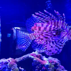 Jenkinson's Aquarium - Seaside Heights