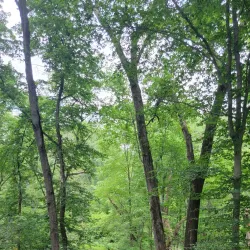 Tall Pines State Preserve - Sicklerville