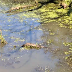 Tall Pines State Preserve - Sicklerville