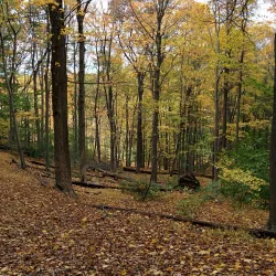 Hiker's Woods - Summit