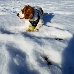 Memorial Field - Summit