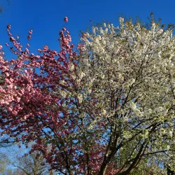 Memorial Field - Summit