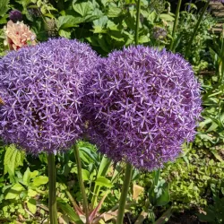 Reeves-Reed Arboretum - Summit