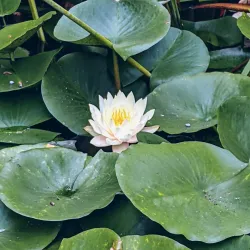 Reeves-Reed Arboretum - Summit