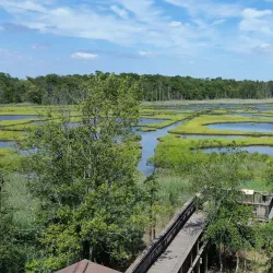 Cattus Island County Park - Toms River