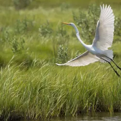 Cattus Island County Park - Toms River