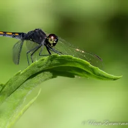Cattus Island County Park - Toms River