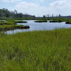 Cattus Island County Park - Toms River