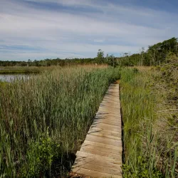 Cattus Island County Park - Toms River
