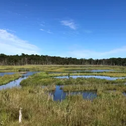 Cattus Island County Park - Toms River