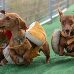 Ocean County Fairgrounds - Toms River