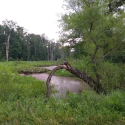 Assunpink Wildlife Management Area - Trenton